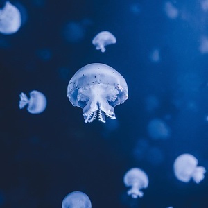 Vis arrangementet «🪼🪼🪼🪼🪼Manet Makerkonkurranse 🪼🪼🪼🪼🪼»; bildebeskrivelse: Manet